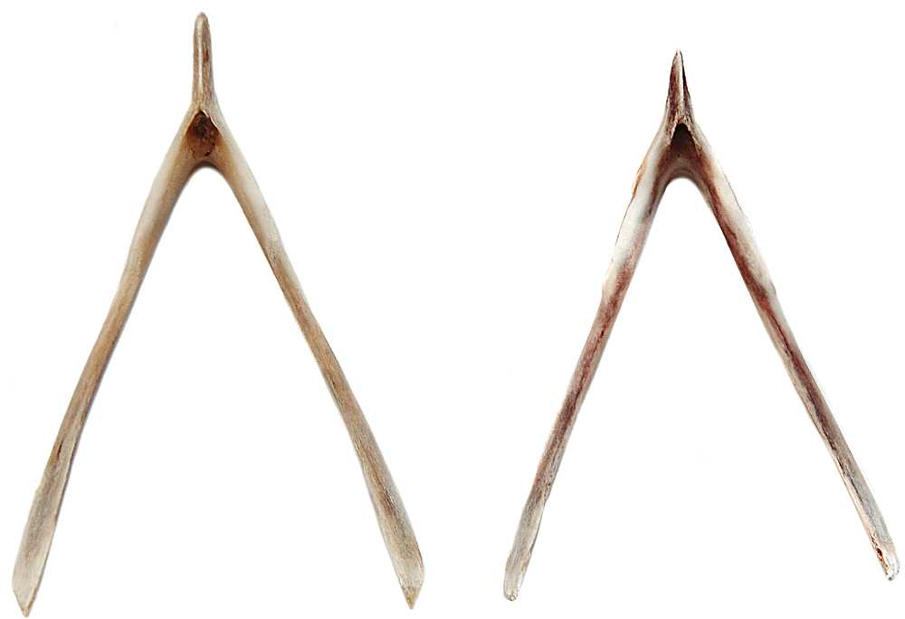 wishbones.jpg